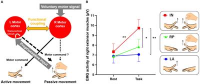 Theoretical proposal for restoration of hand motor function based on plasticity of motor-cortical interhemispheric interaction and its developmental rule
